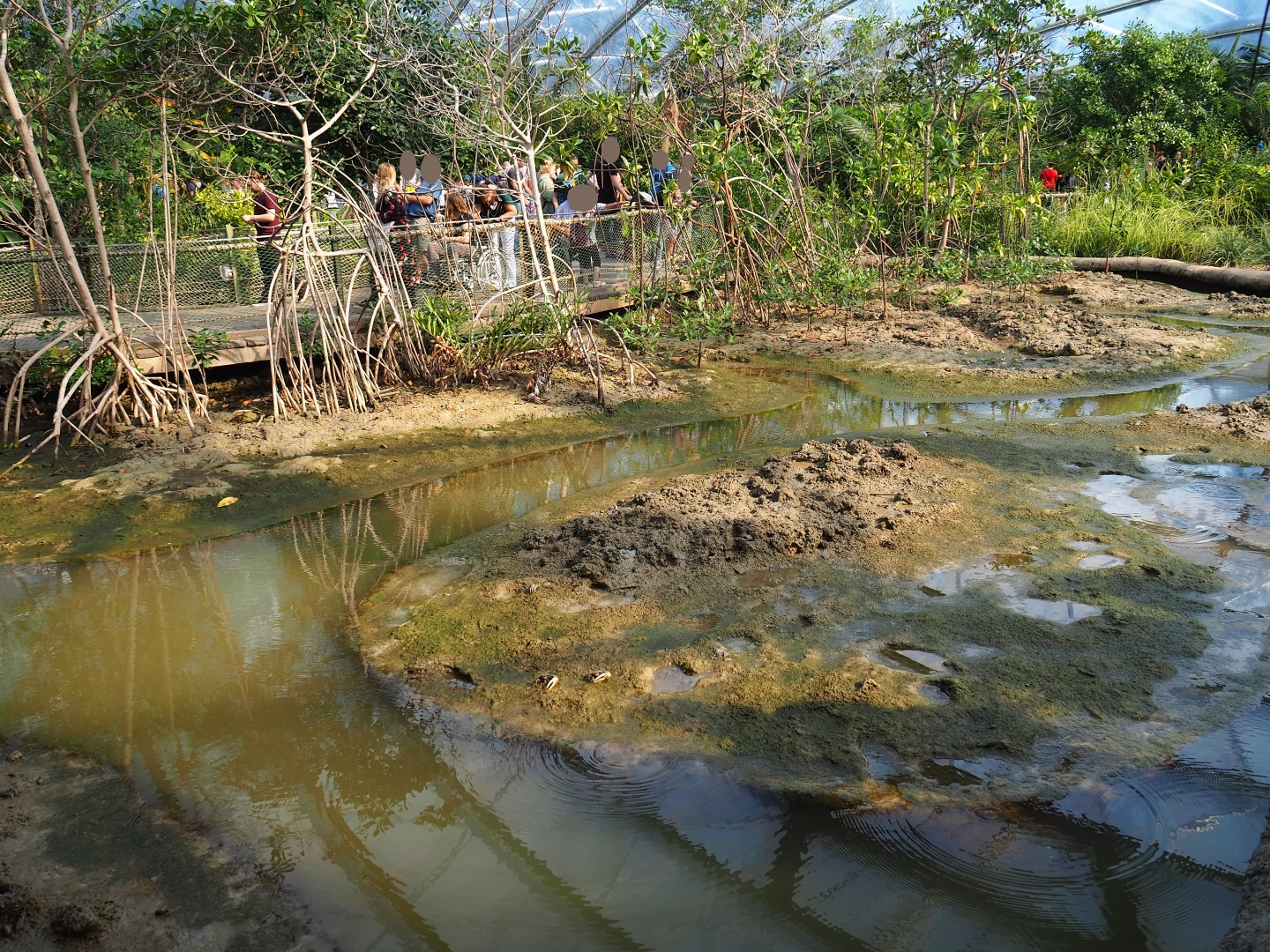 View of tidal mudflats and mangrove tree groves (Sep 16th, 2018)