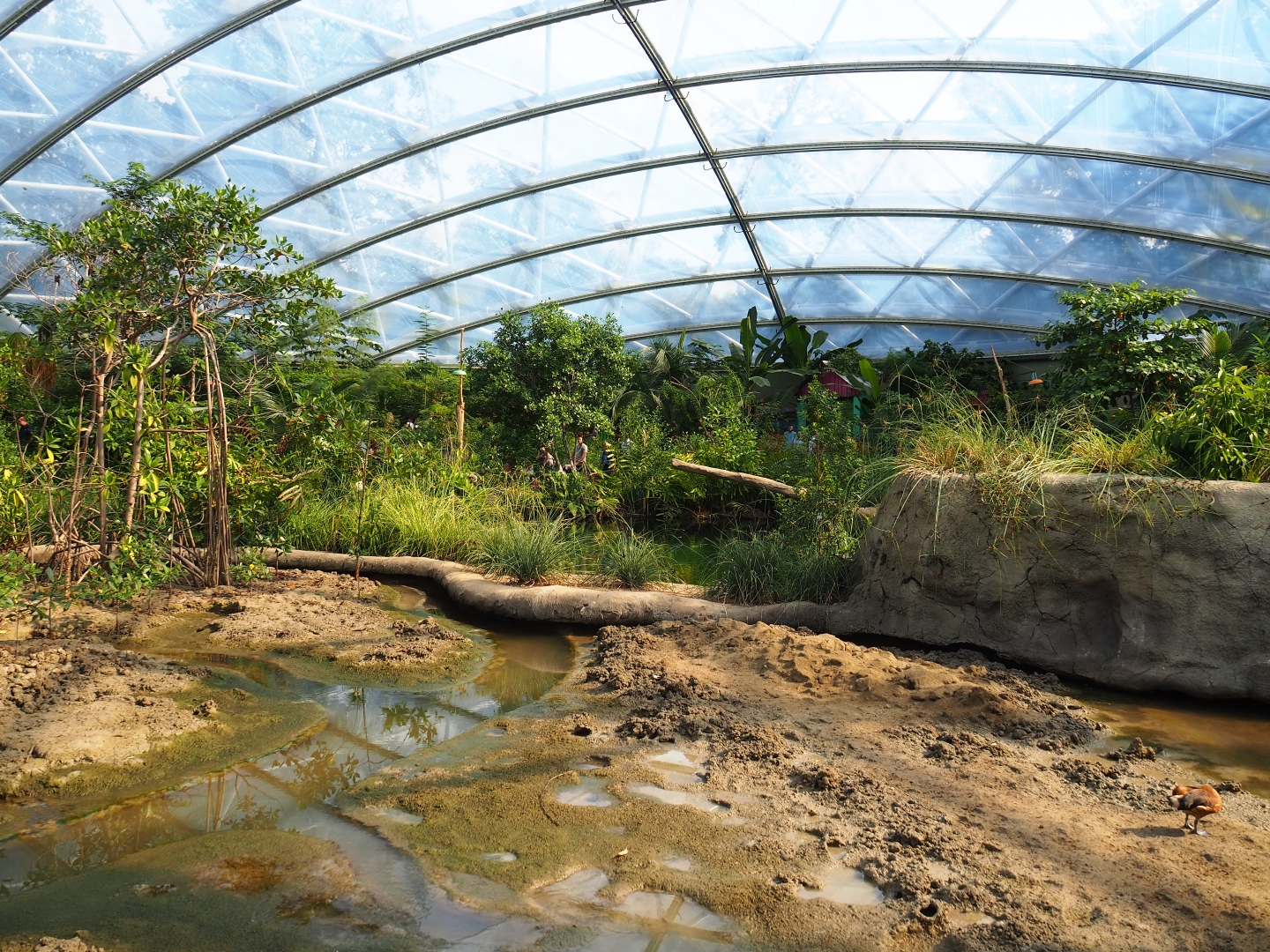 View of tidal mudflats and mangrove tree groves (Sep 16th, 2018)