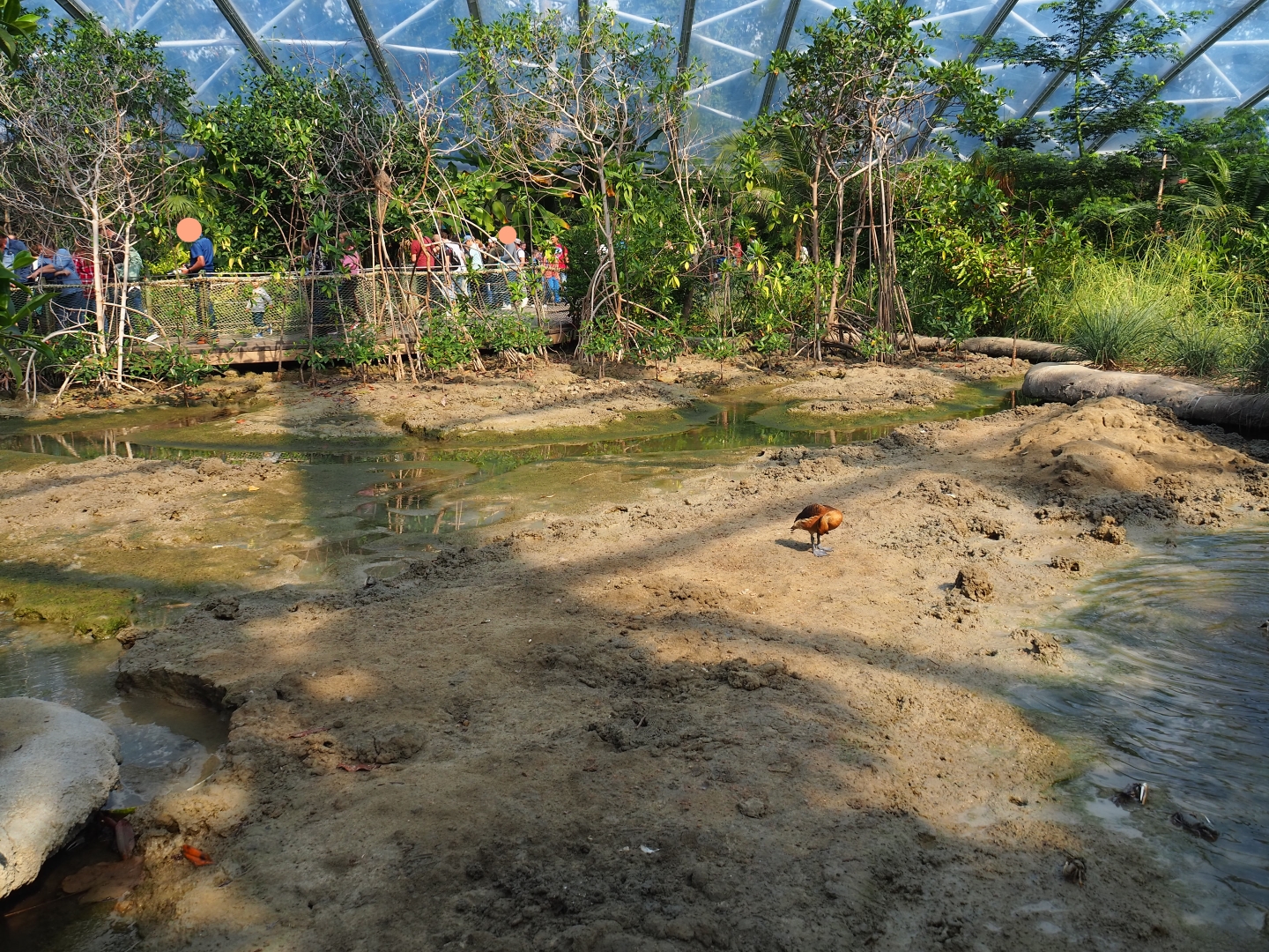 View of tidal mudflats and mangrove tree groves (Sep 16th, 2018)