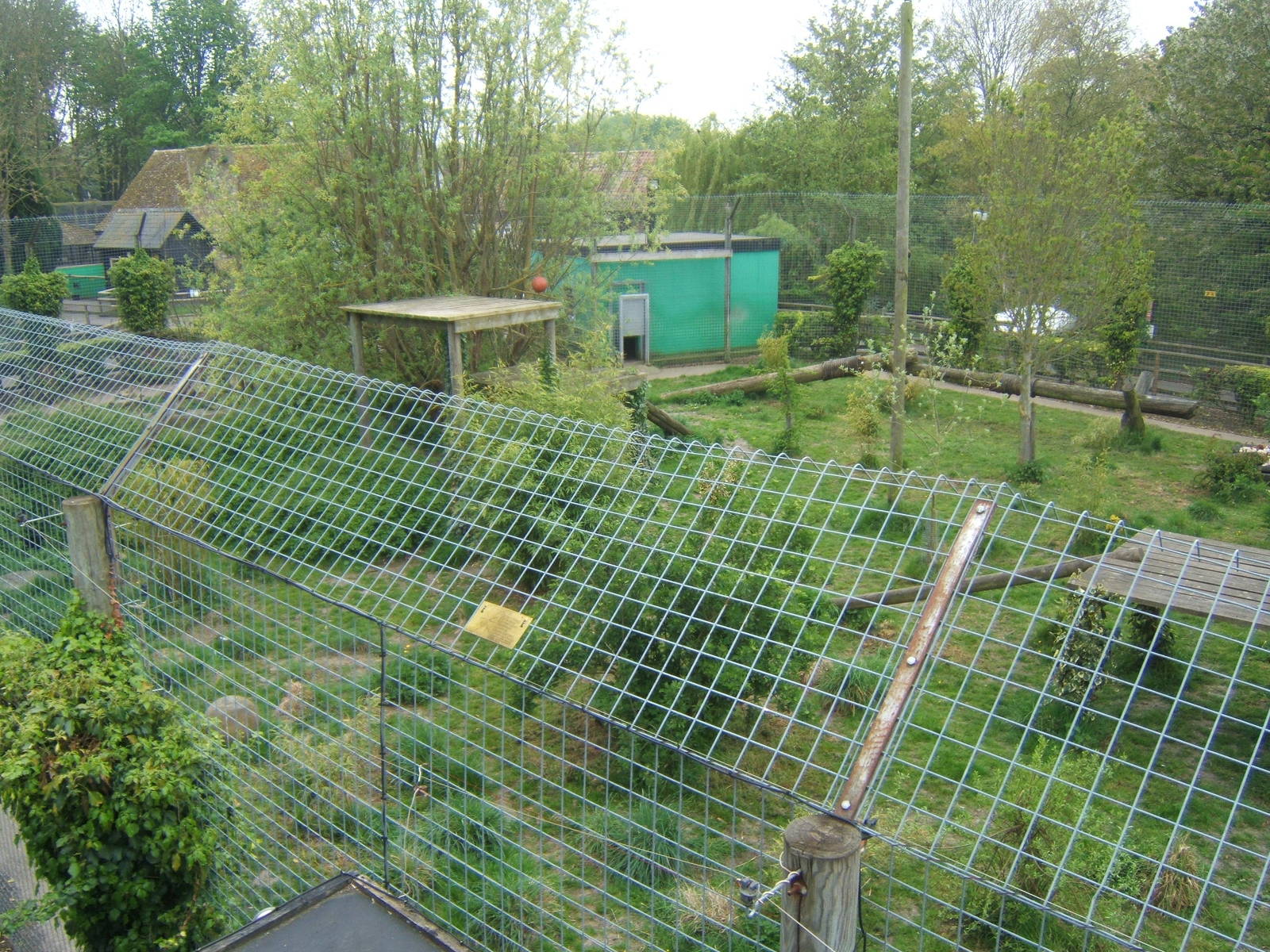 View of Tiger enclosure from above