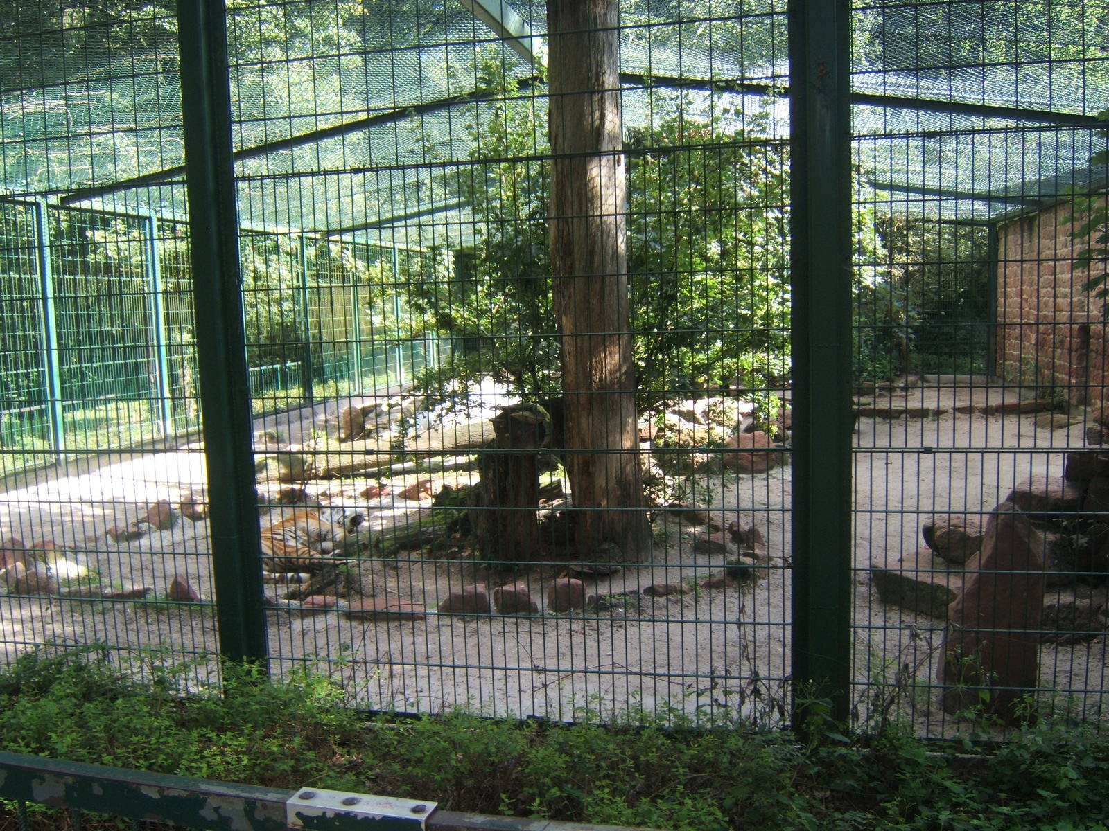 View of Tiger enclosure