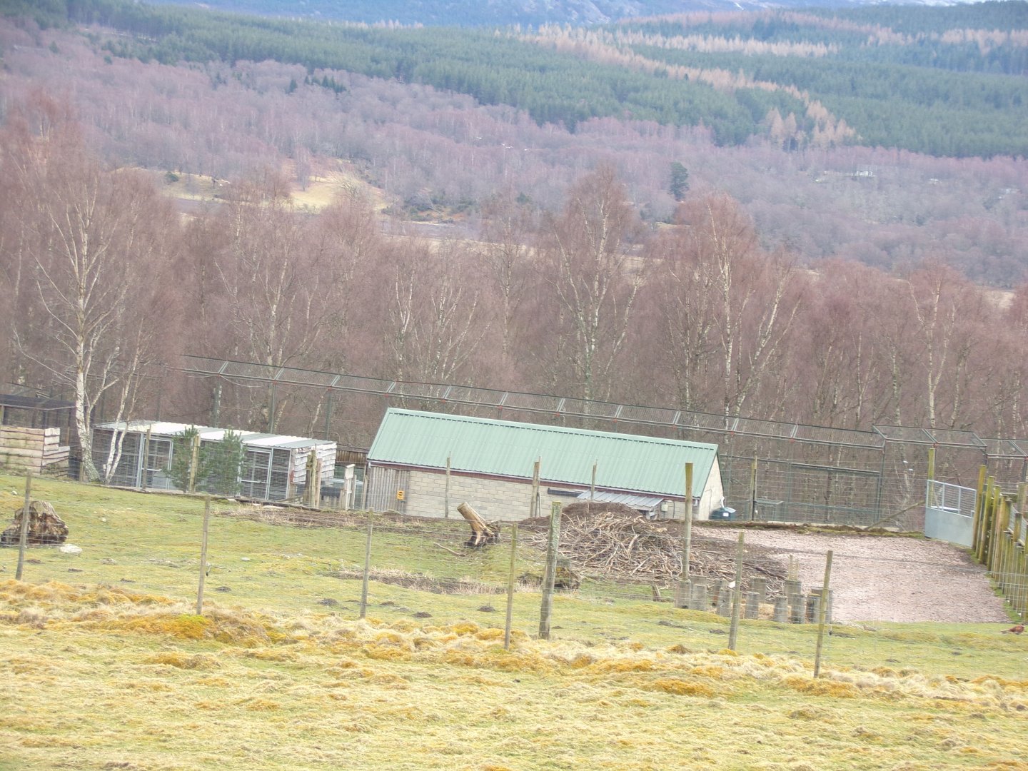 View of tiger house from polar bear enclosure 5.4.24