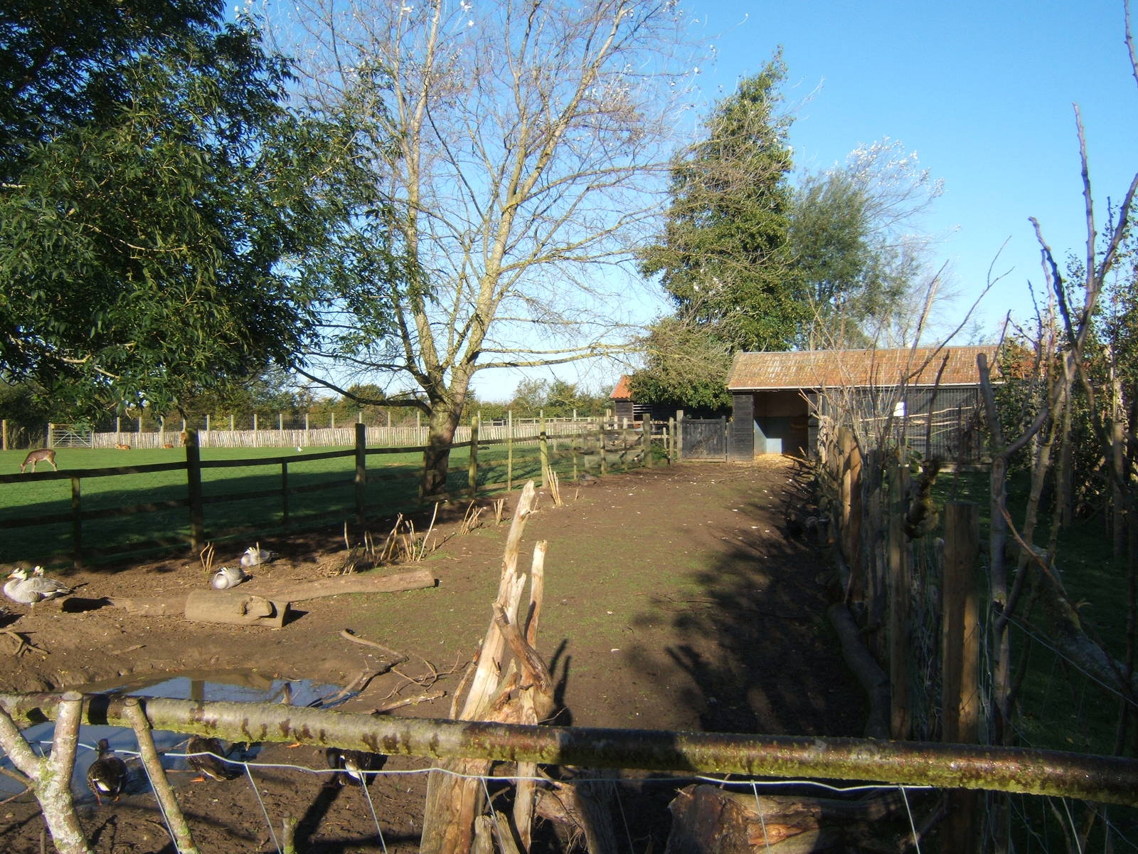 View of Timor Deer enclosure when they aren't on the main paddock