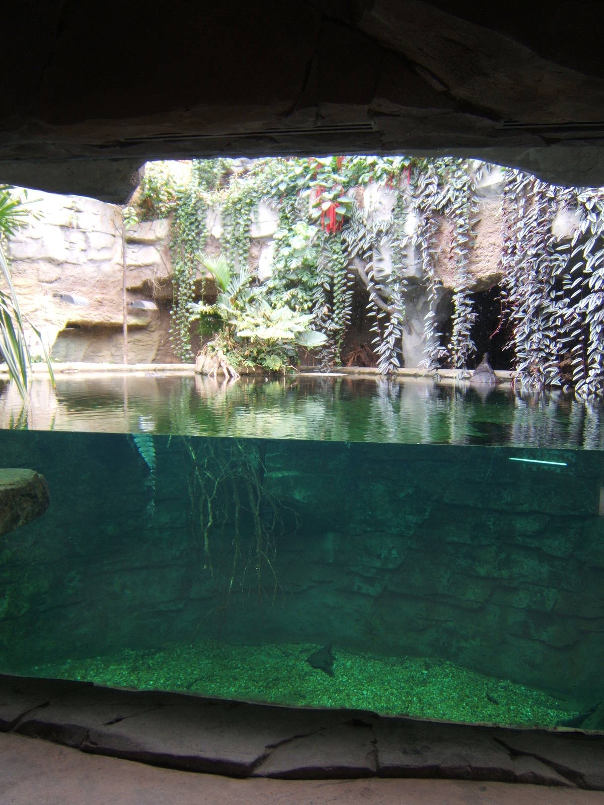 View of Tomistoma exhibit