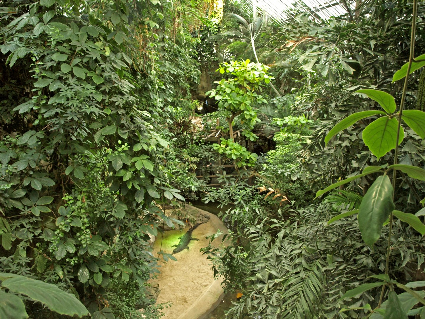 View of Tomistoma exhibit