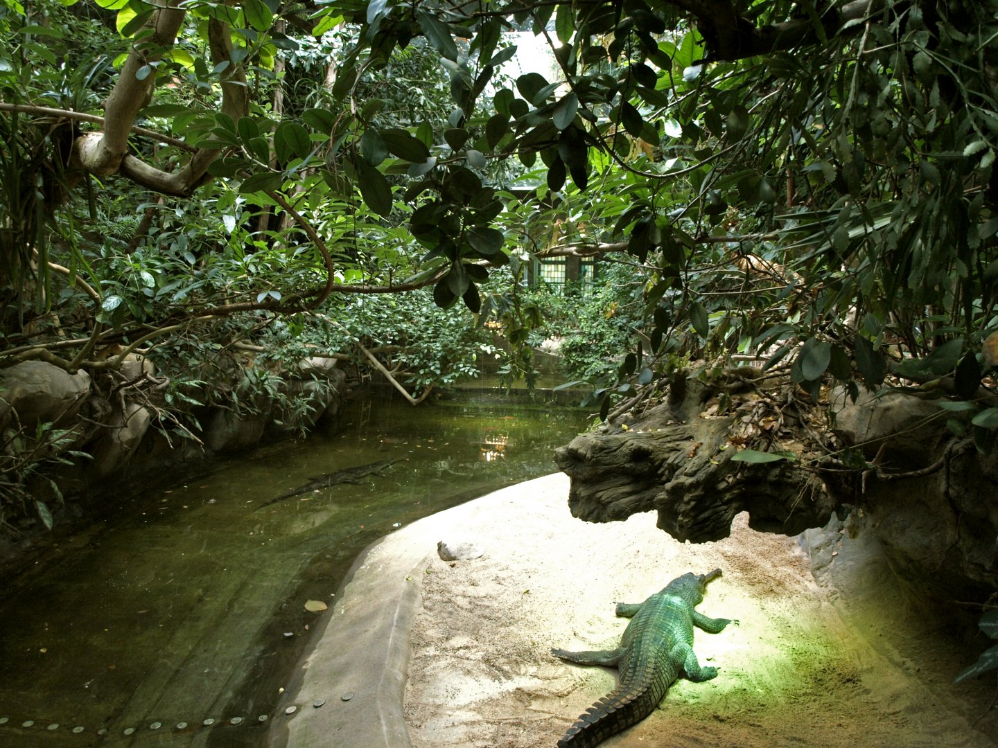 View of Tomistoma exhibit