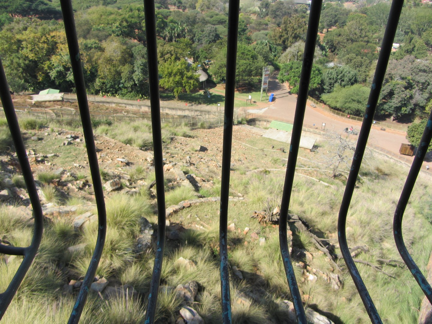 View of Transcaspian Urial Exhibit from Above