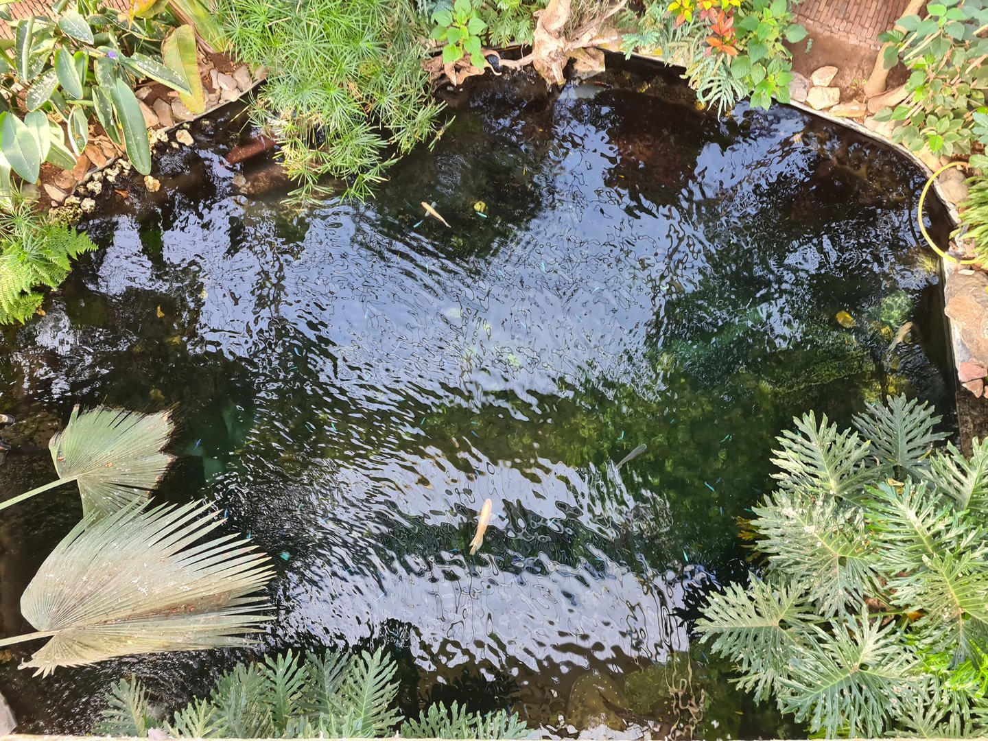 View of tropical pond from bridge
