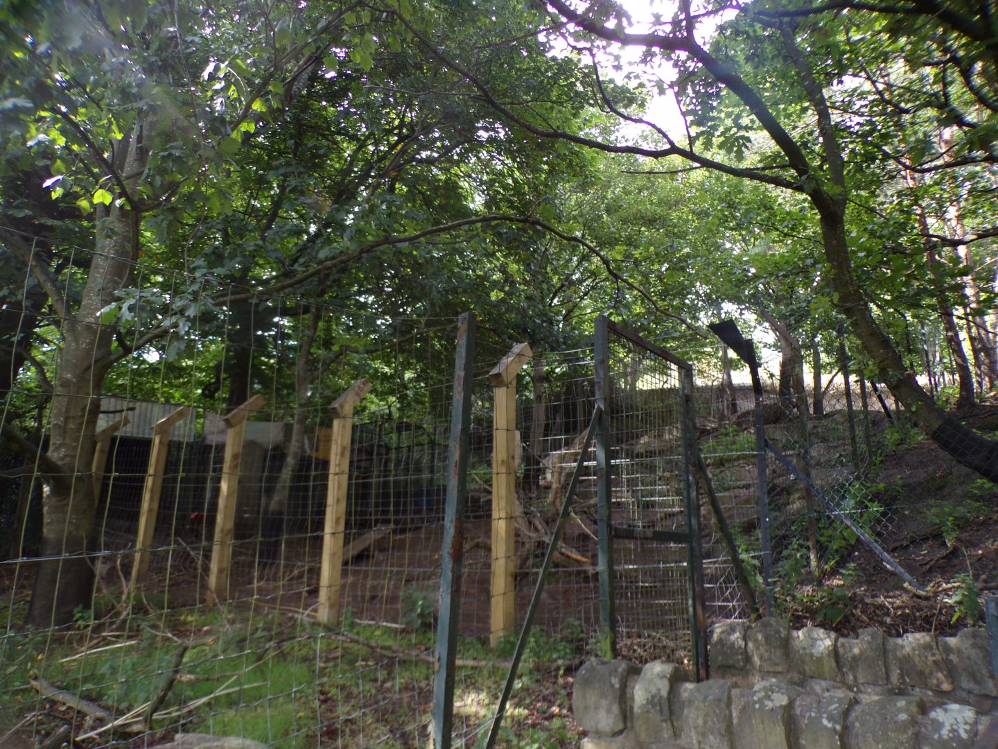 View of Turkmenian markhor enclosure 18.7.25