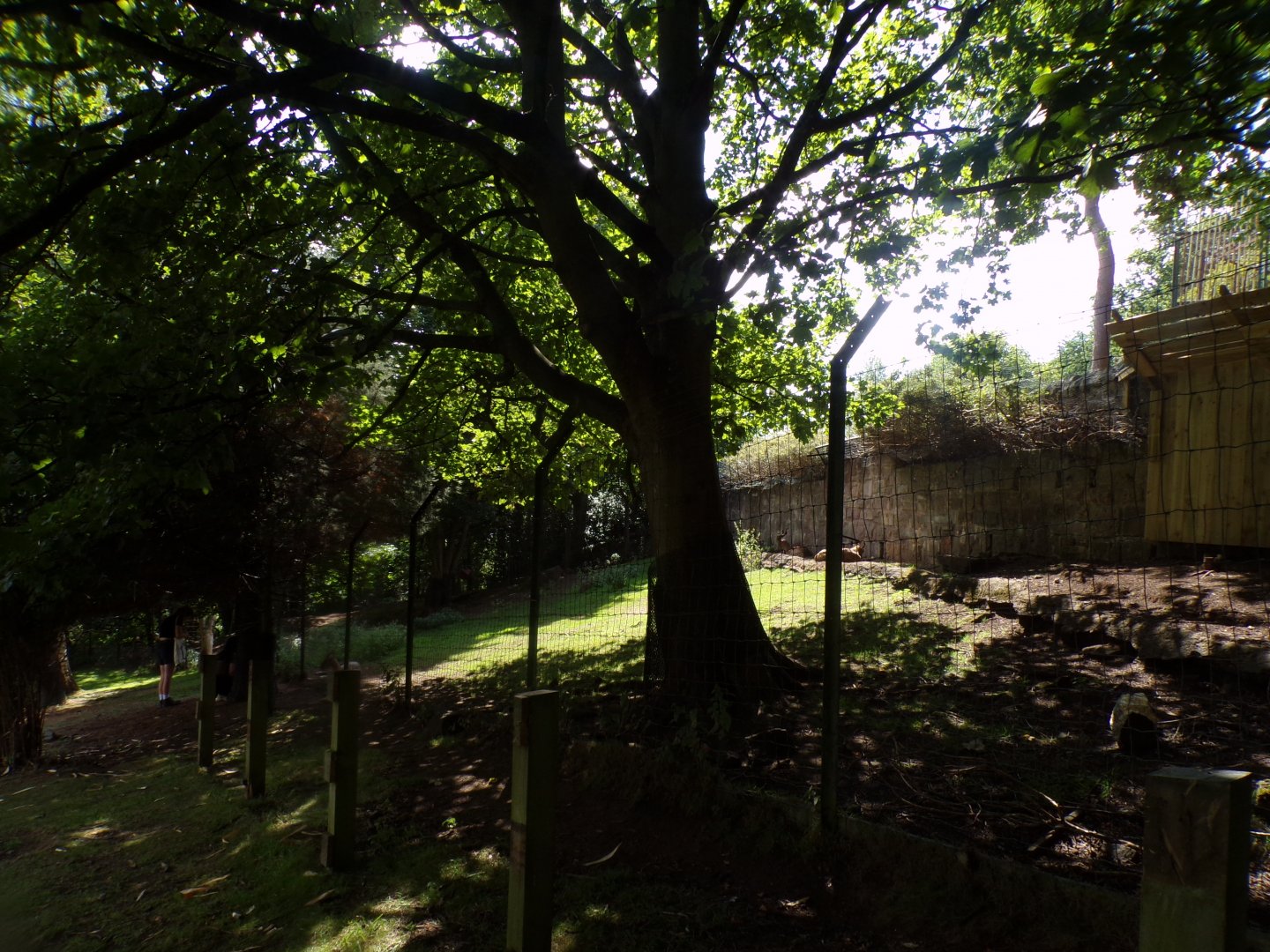 View of turkmenian markhor enclosure 18.7.25