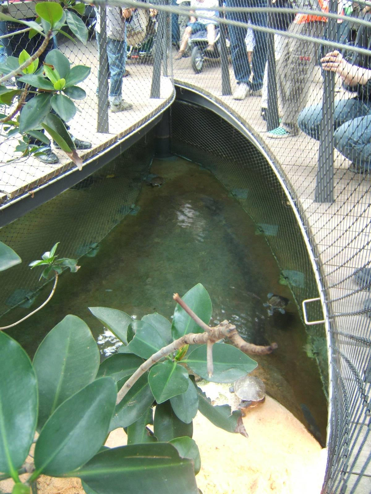 View of Turtle enclosure inside the Croc exhibit