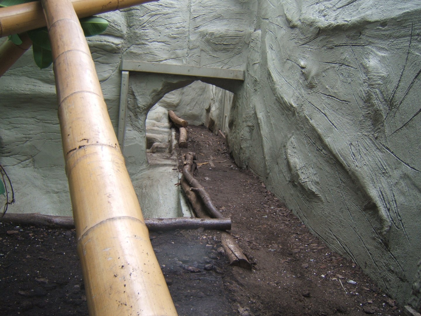 View of two enclosures knocked into one for Burmese Python 16/09/2017