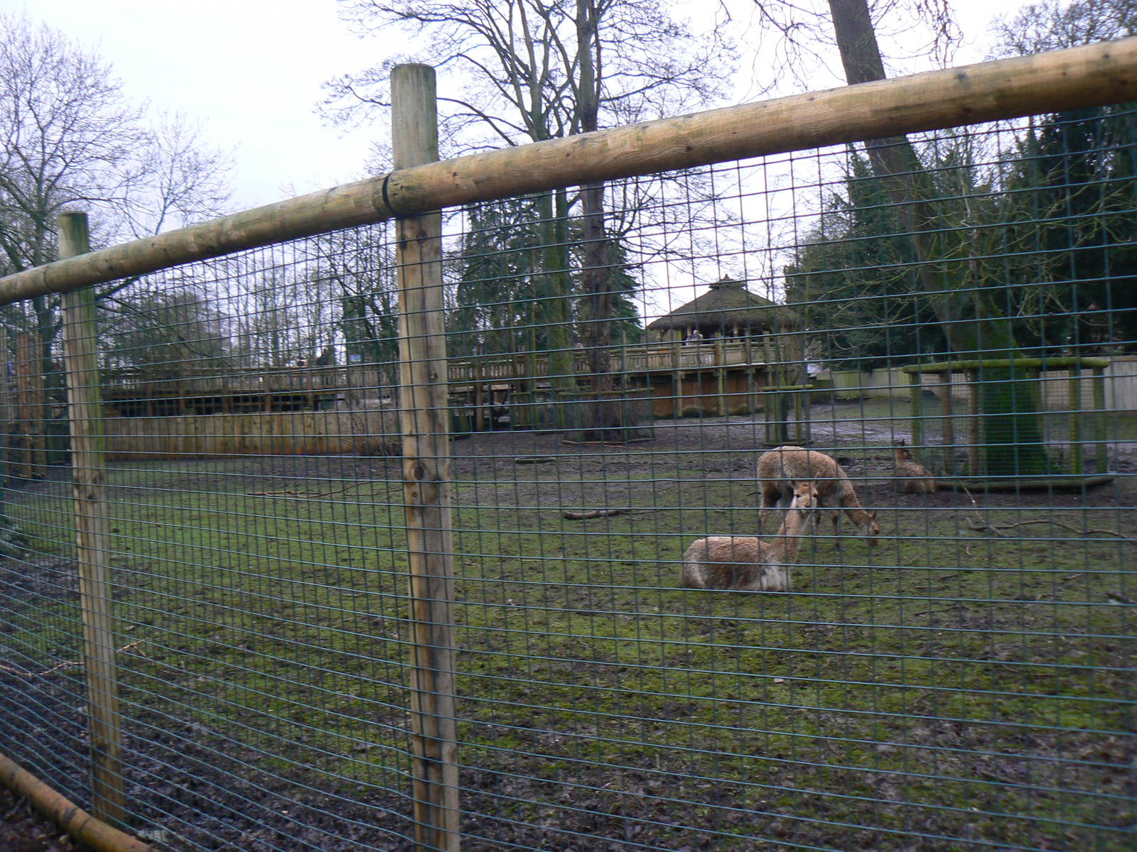 View of Vicuna Enclosure - 24 January 2016