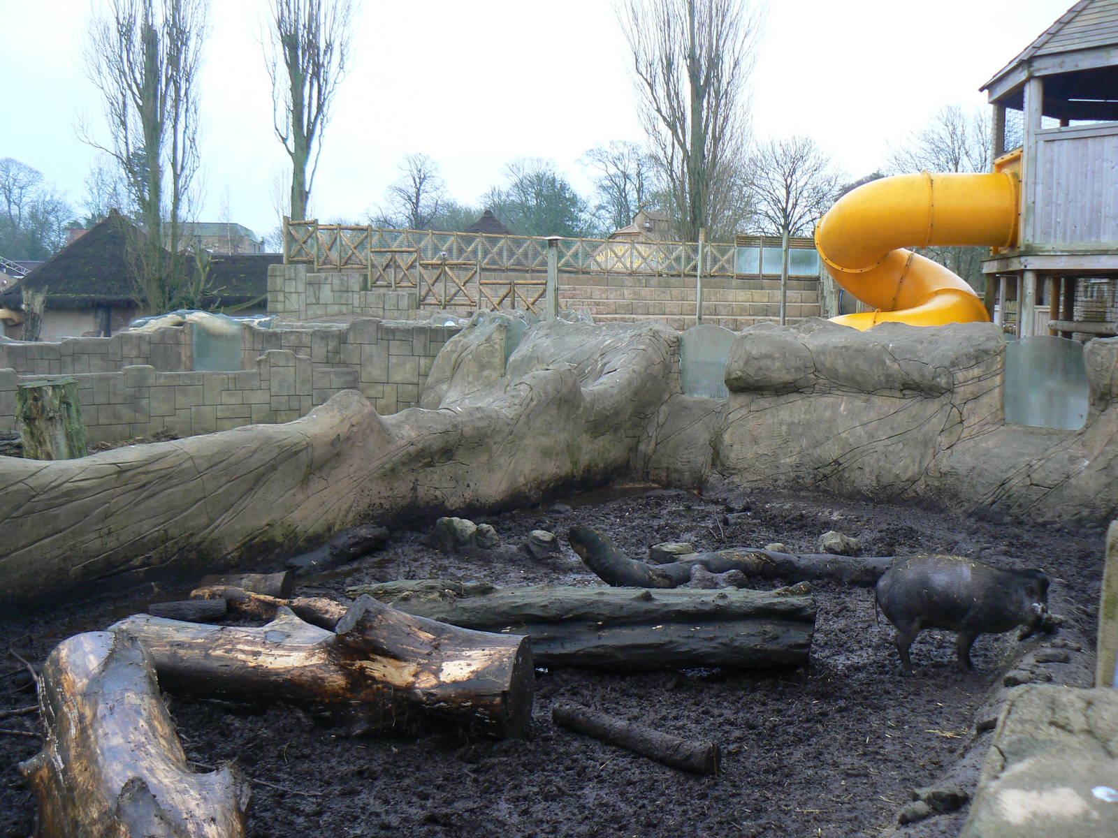 View of Visayan Warty Pig Enclosure - 24 January 2016