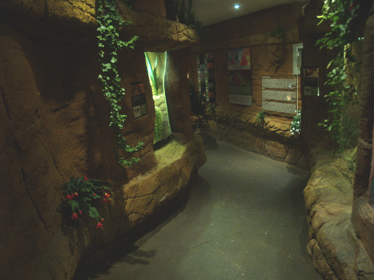 View of visitor corridor in the area with the arid terrariums, 2014-02-16