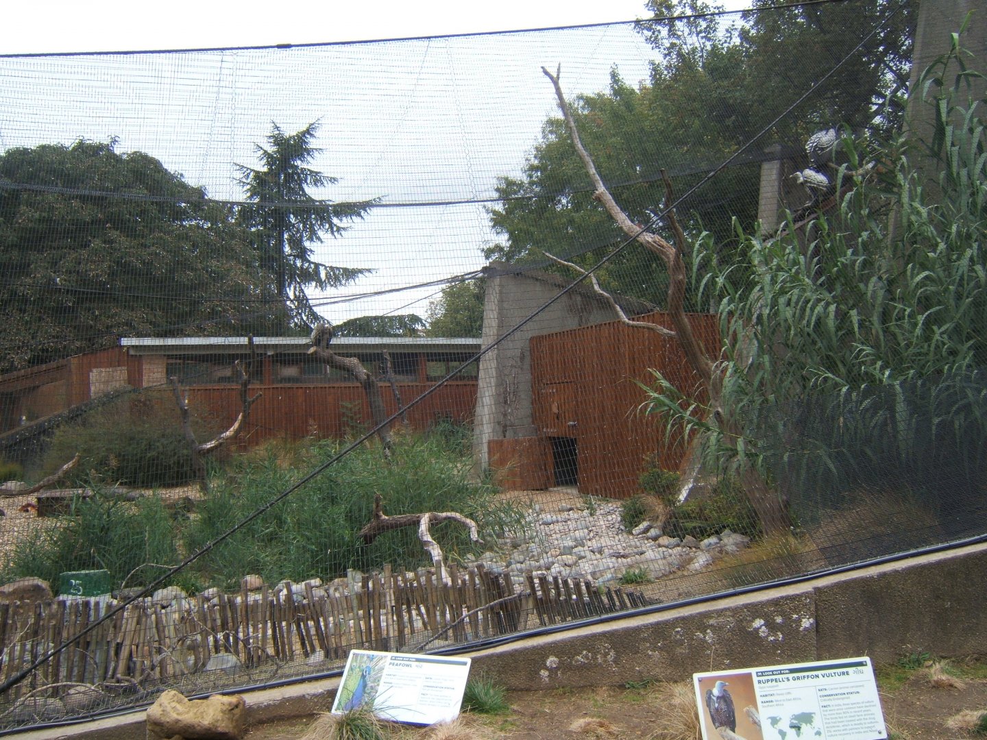 View of Vulture and Peafowl Aviary