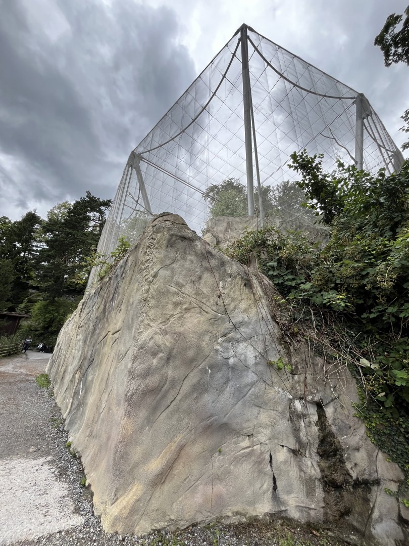 View of vulture aviary 9.7.25