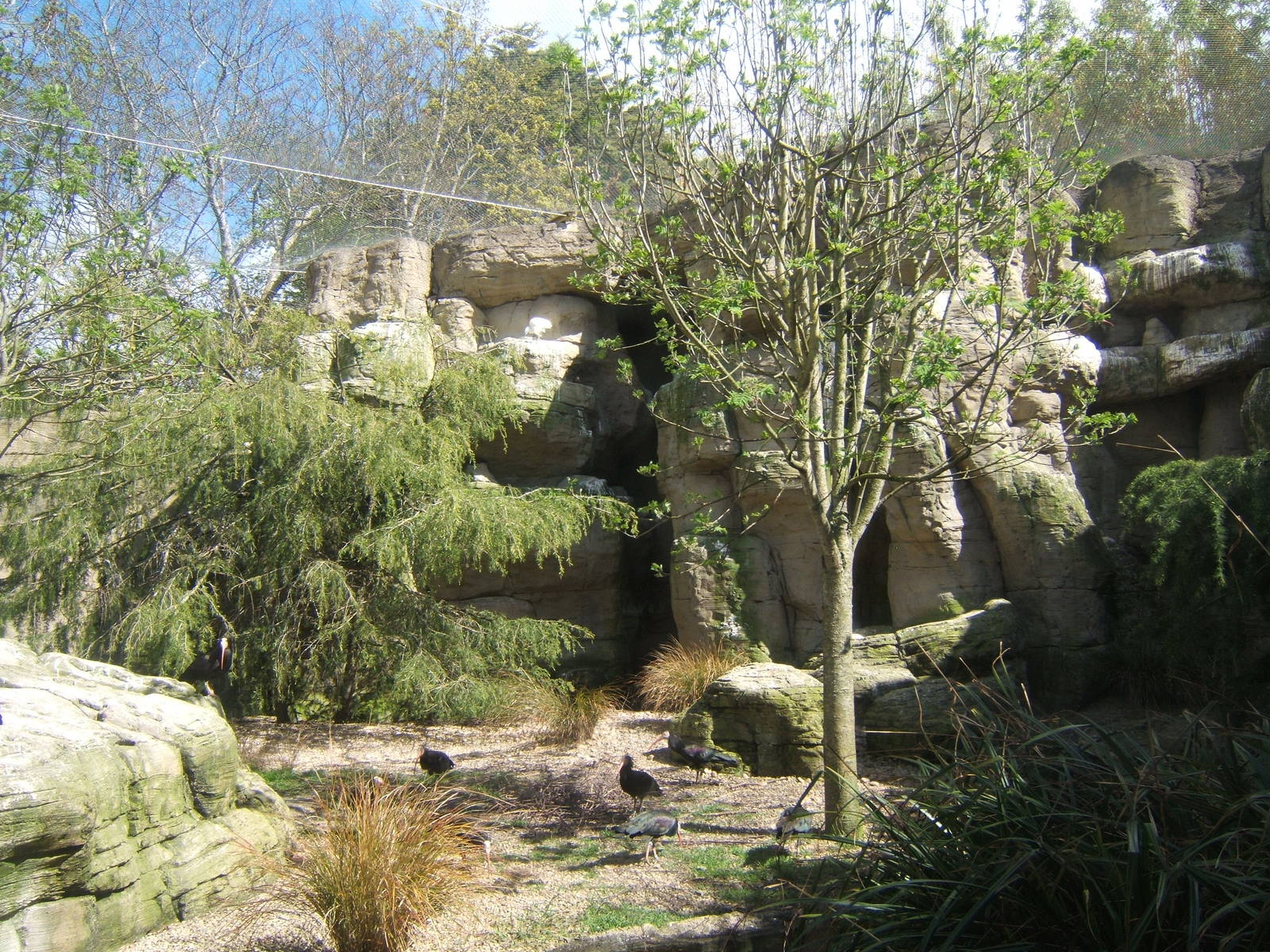 View of Waldrapp Ibis and Little Egret Aviary