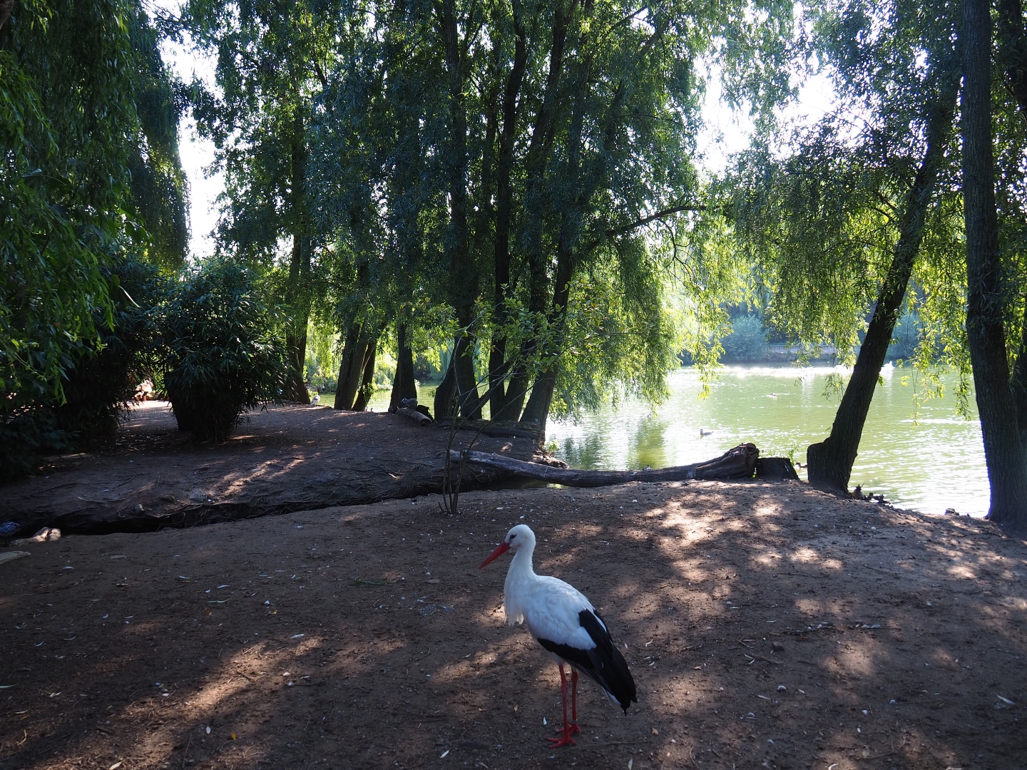 View of walk-through bird area (Sep 2nd, 2018)