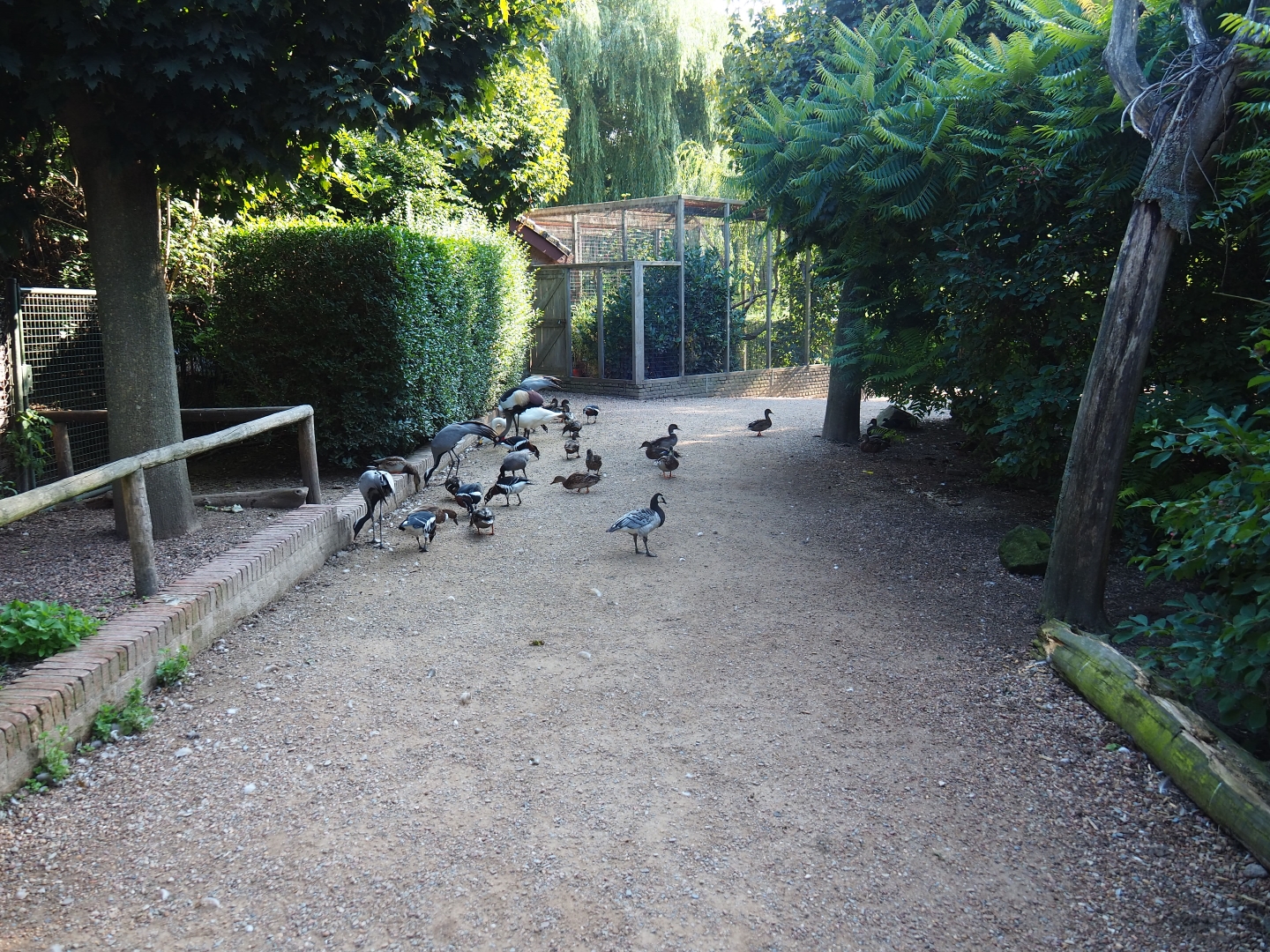 View of walk-through bird area with ongoing feeding frenzy (Sep 2nd, 2018)