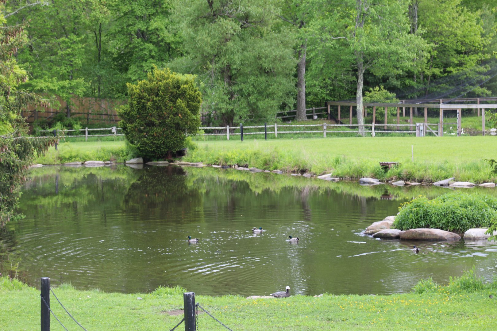 View of Walk-Through Enclosure
