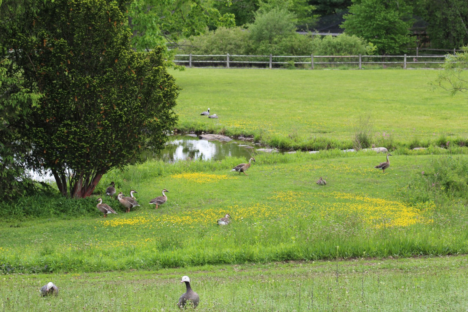 View of Walk-Through Enclosure