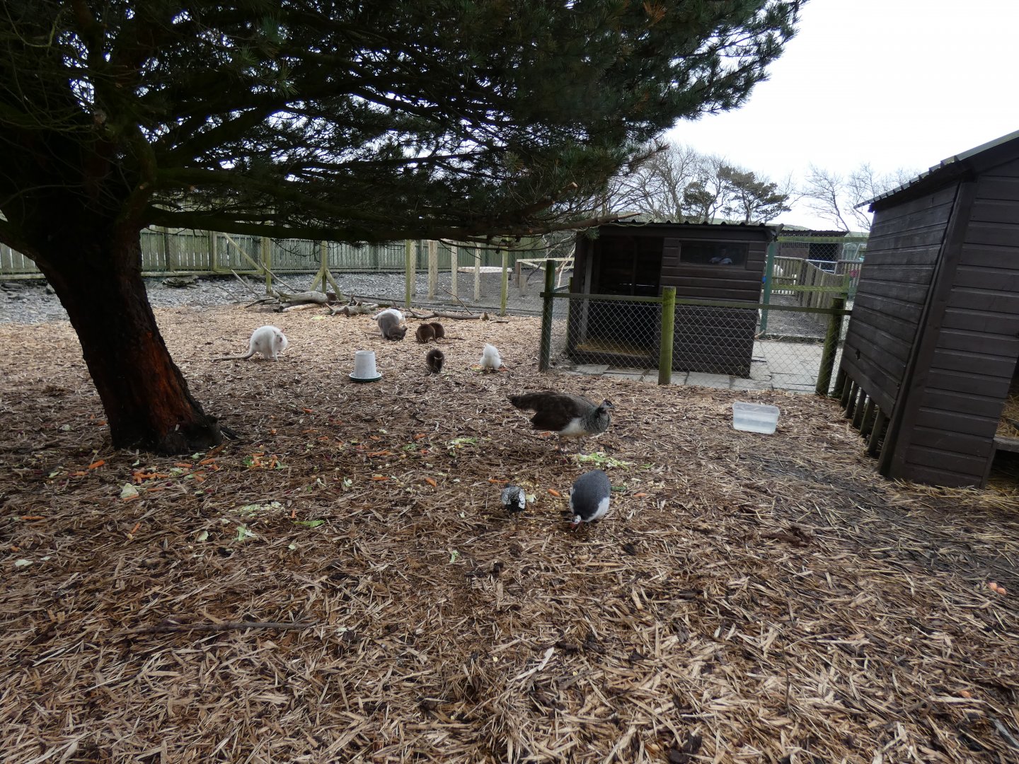 View of walk-through Parma & Bennett's Wallaby Enclosure