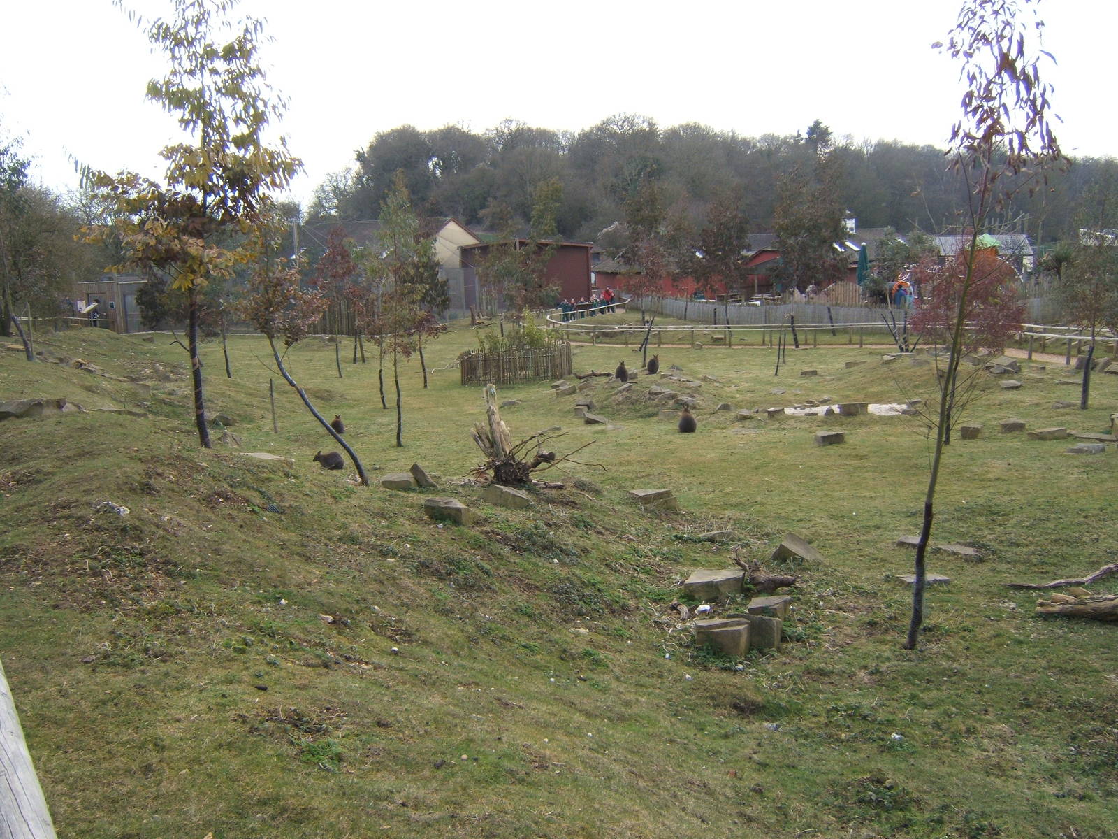 View of walk through Wallaby enclosure