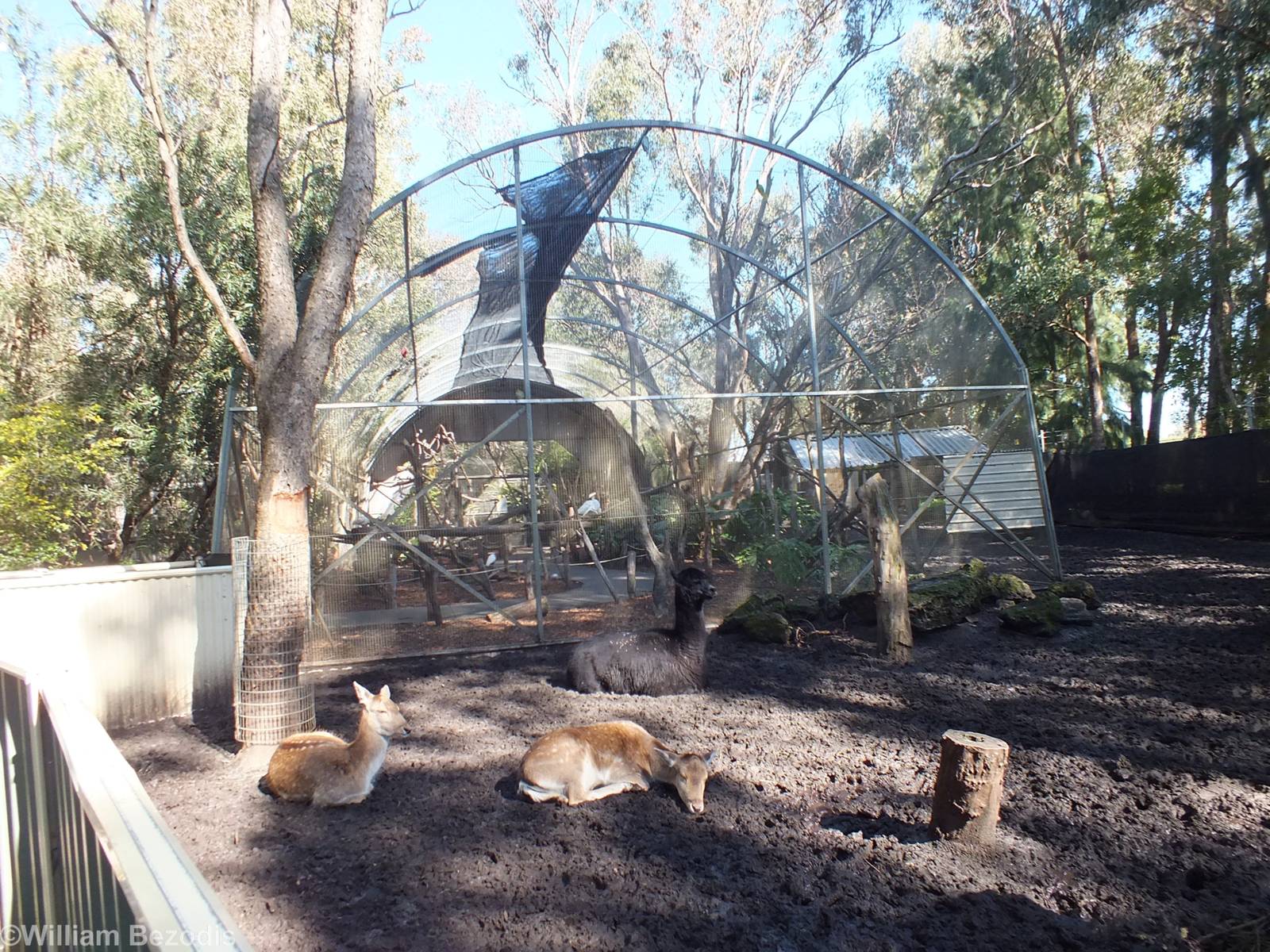 View of Walkthrough Aviary through Deer and Alpaca Paddock
