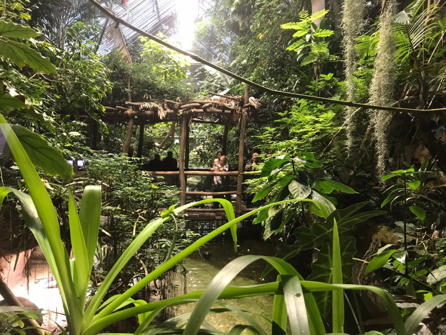 View of walkway between crocodilian exhibits 270118