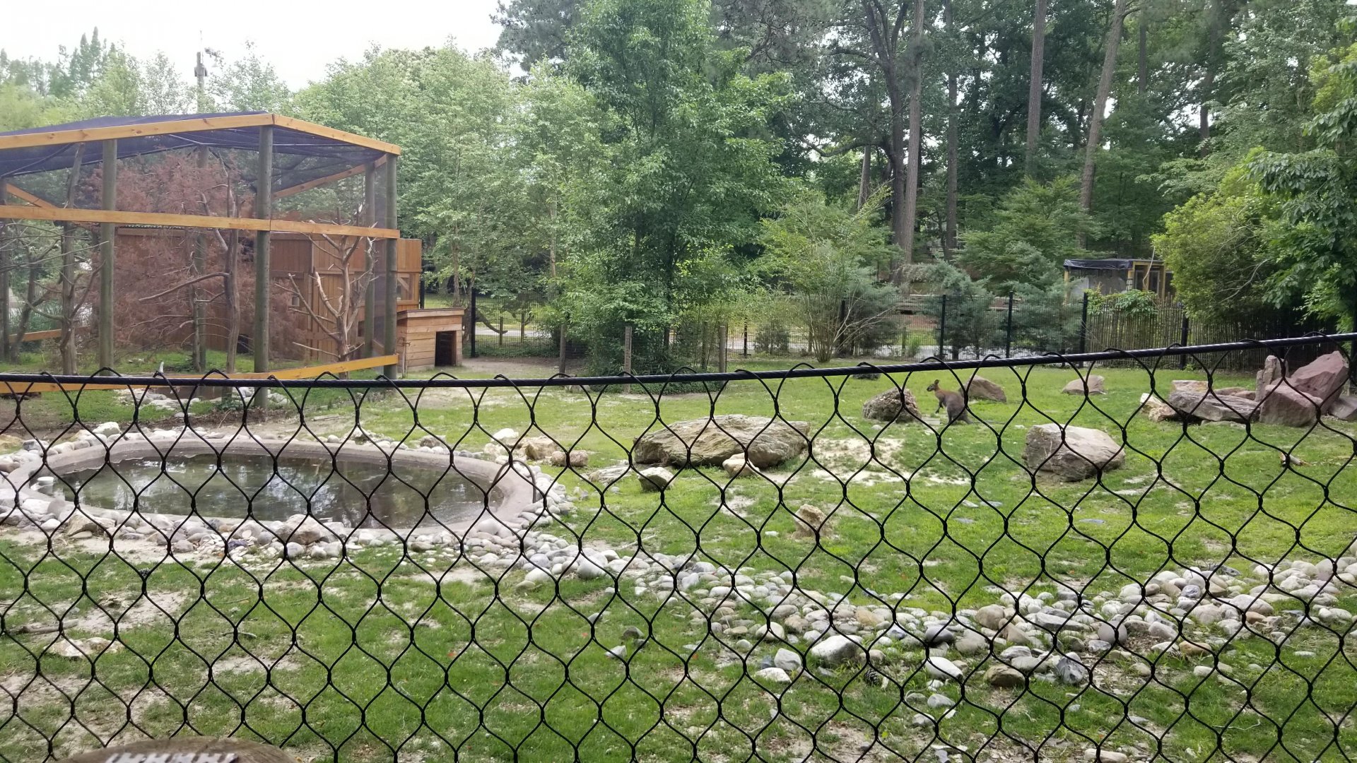 View of wallabies from viewing area