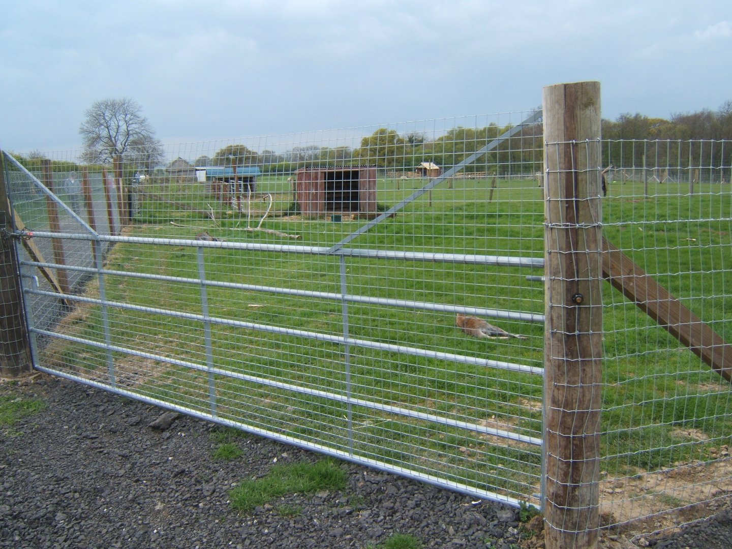 View of Wallaby walk through enclosure