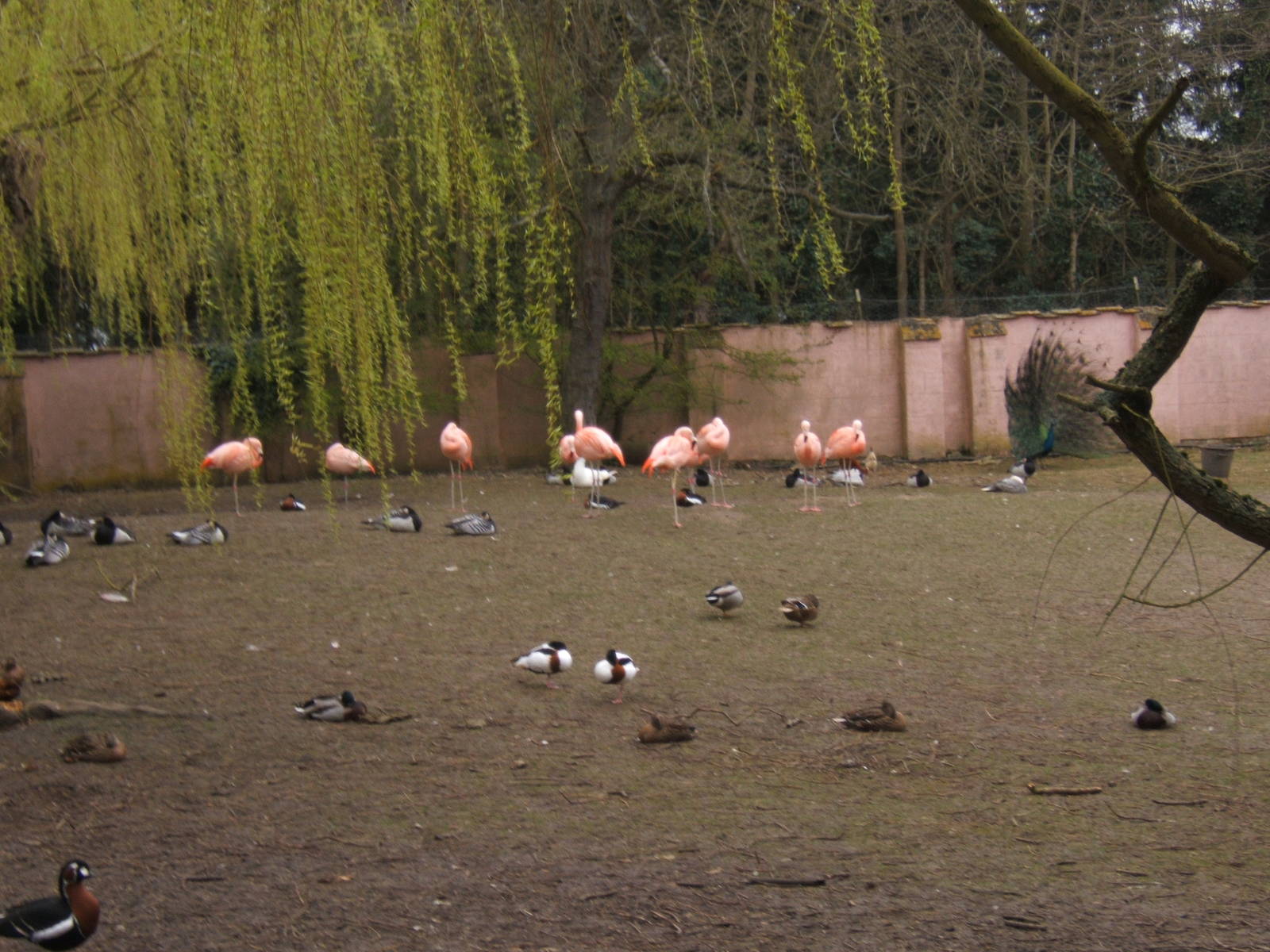 View of Waterfowl and Flamingo`s