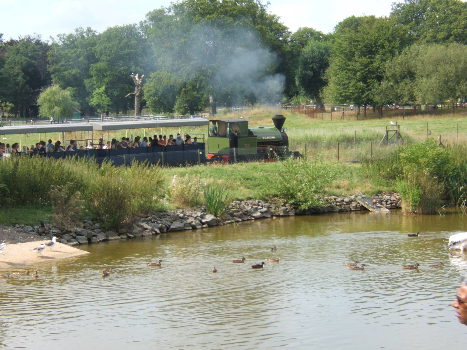 View of waterfowl lake with Steam train