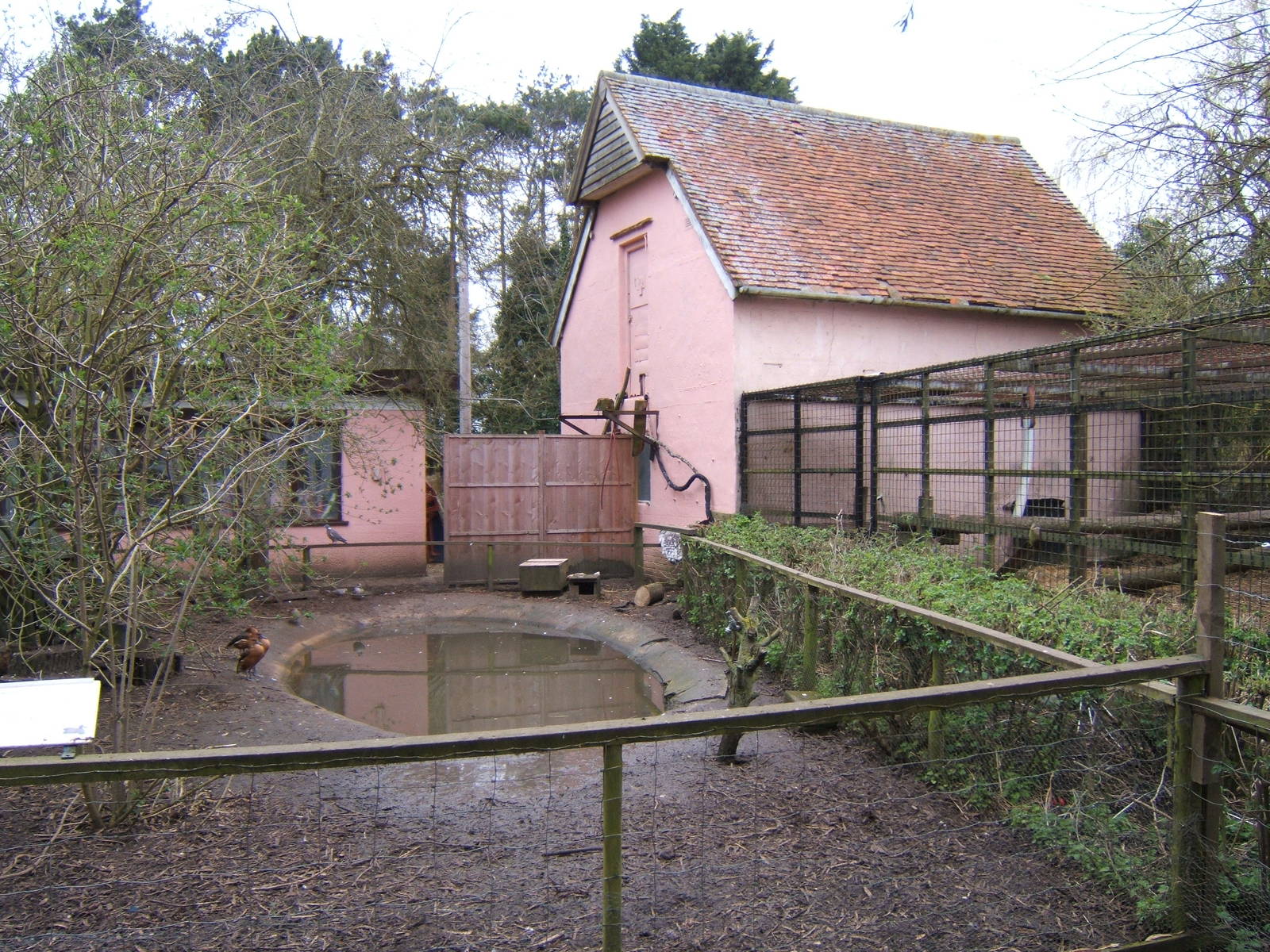 View of waterfowl pond alongside Chimp cage