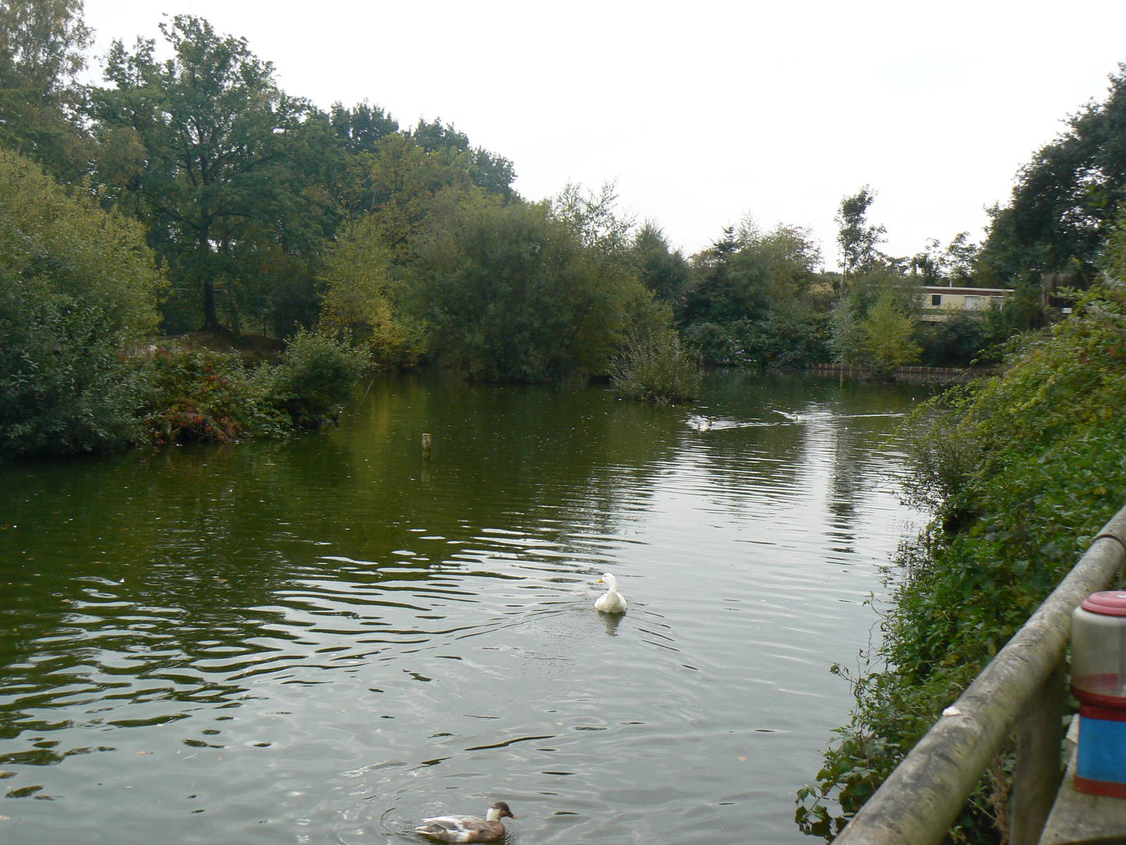 View Of Waterfowl Pond