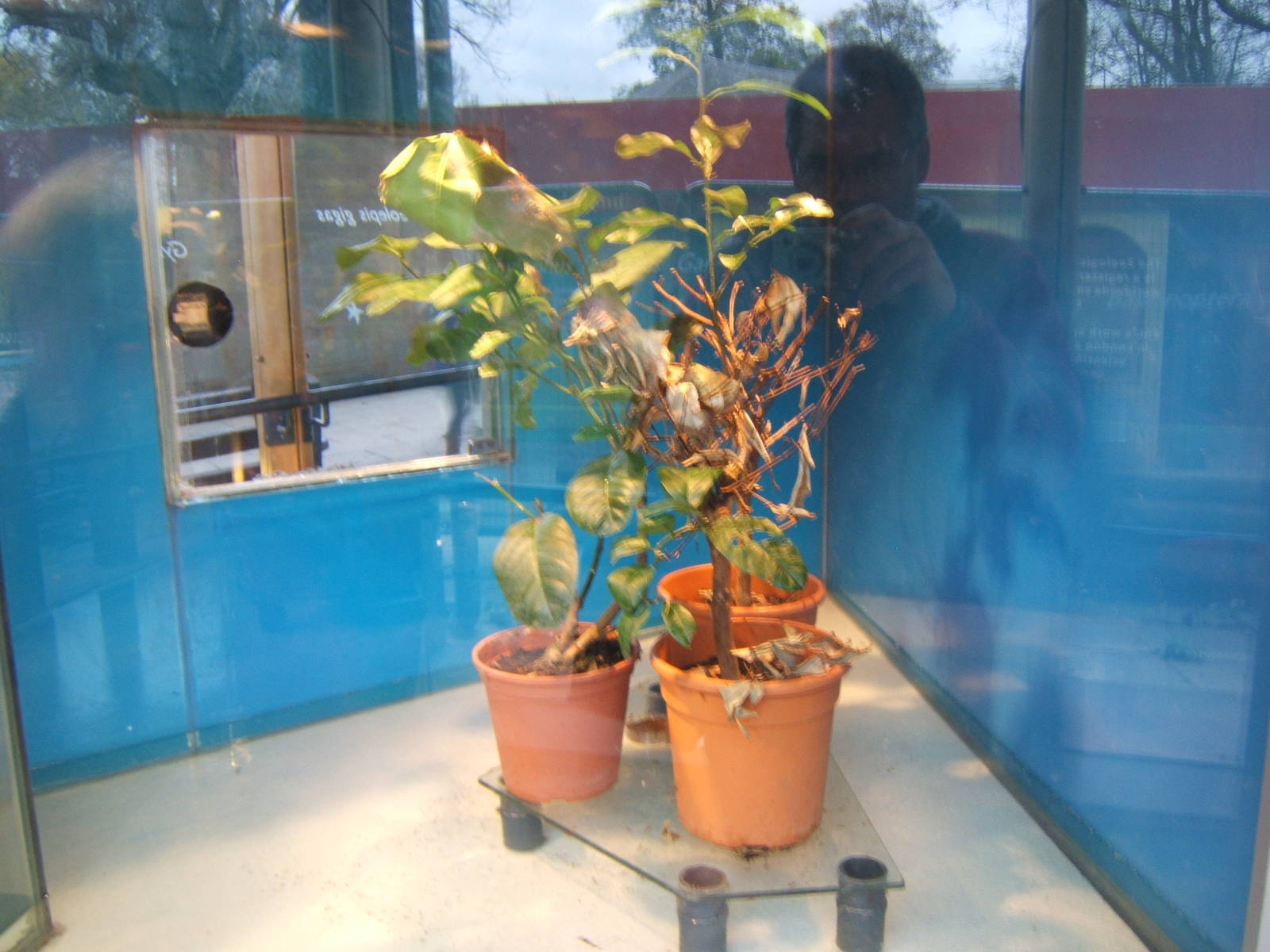 View of Weaver Ant exhibit