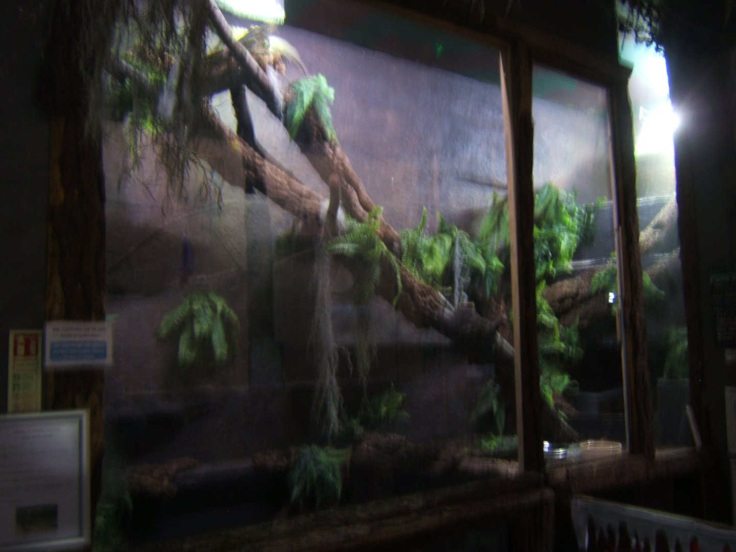 View of Webers Sailfin Lizard exhibit