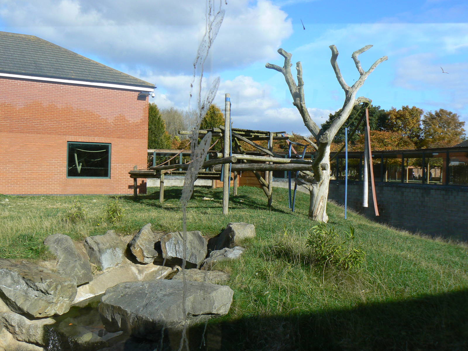 View Of Western Lowland Gorilla Enclosure- 17 October 2015
