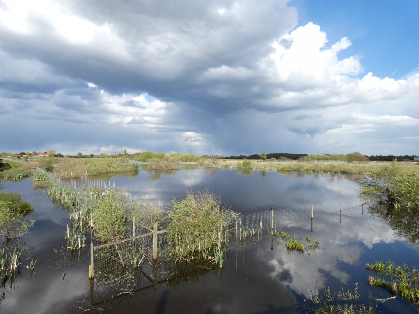 View of wetland area