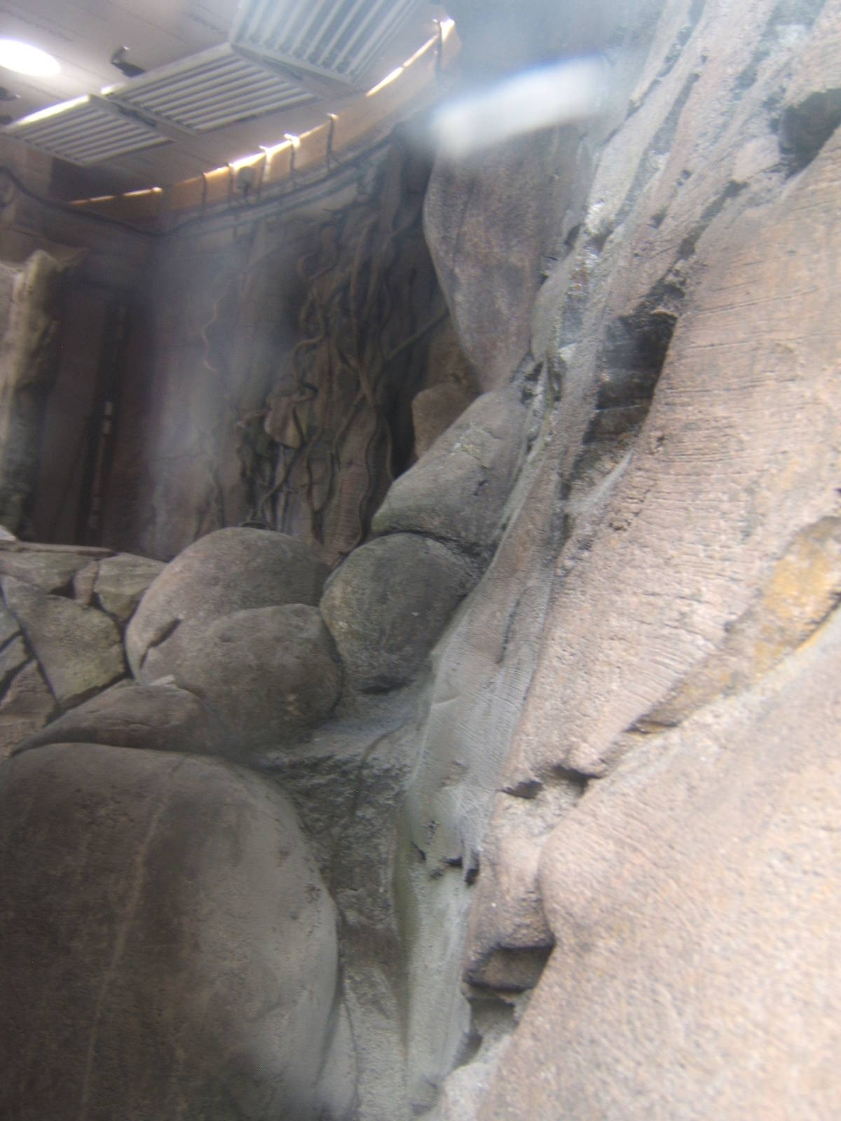 View of what will be 3 herp exhibits