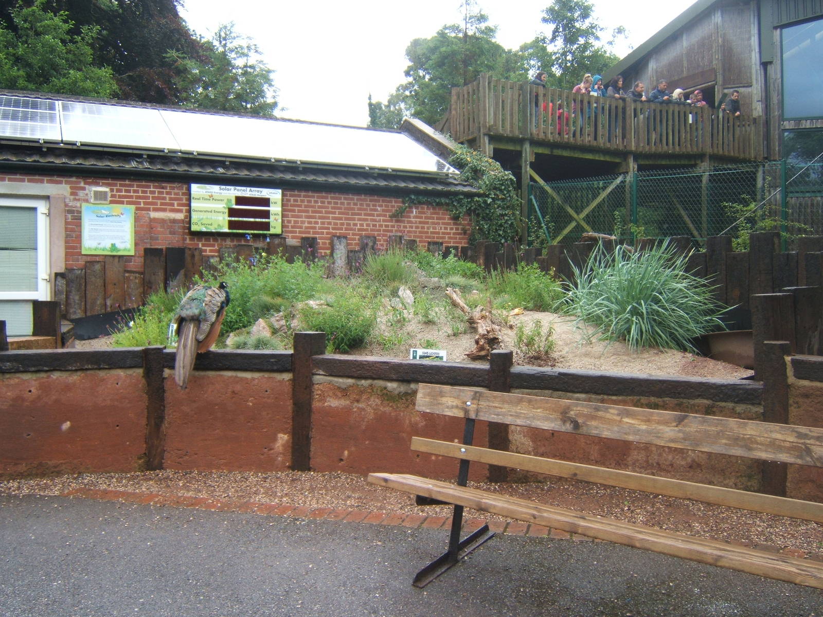 View of what will be the new Sand lizard exhibit