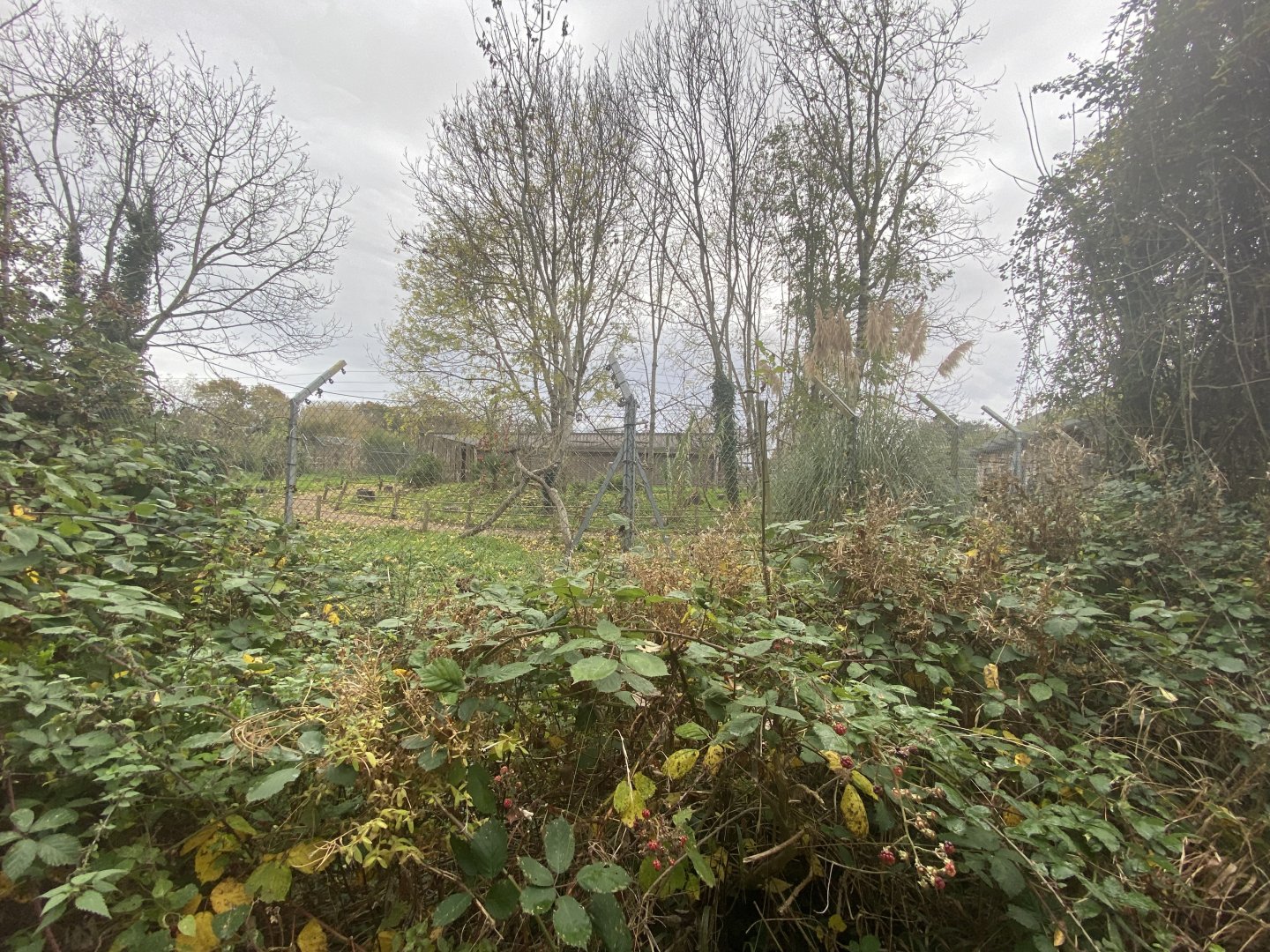View of white-belted black and white-ruffed lemur walkthrough enclosure