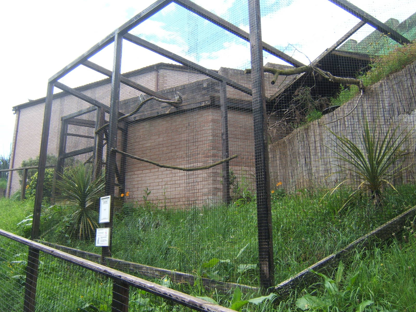 View of White-faced Scops Owl Aviary