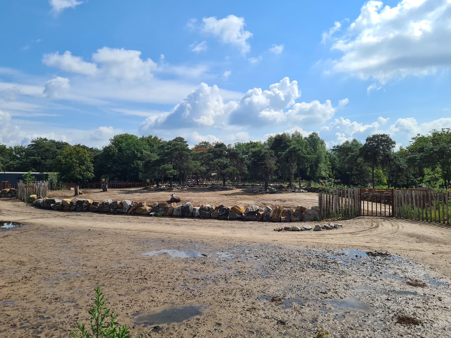 View of White rhinoceros separation