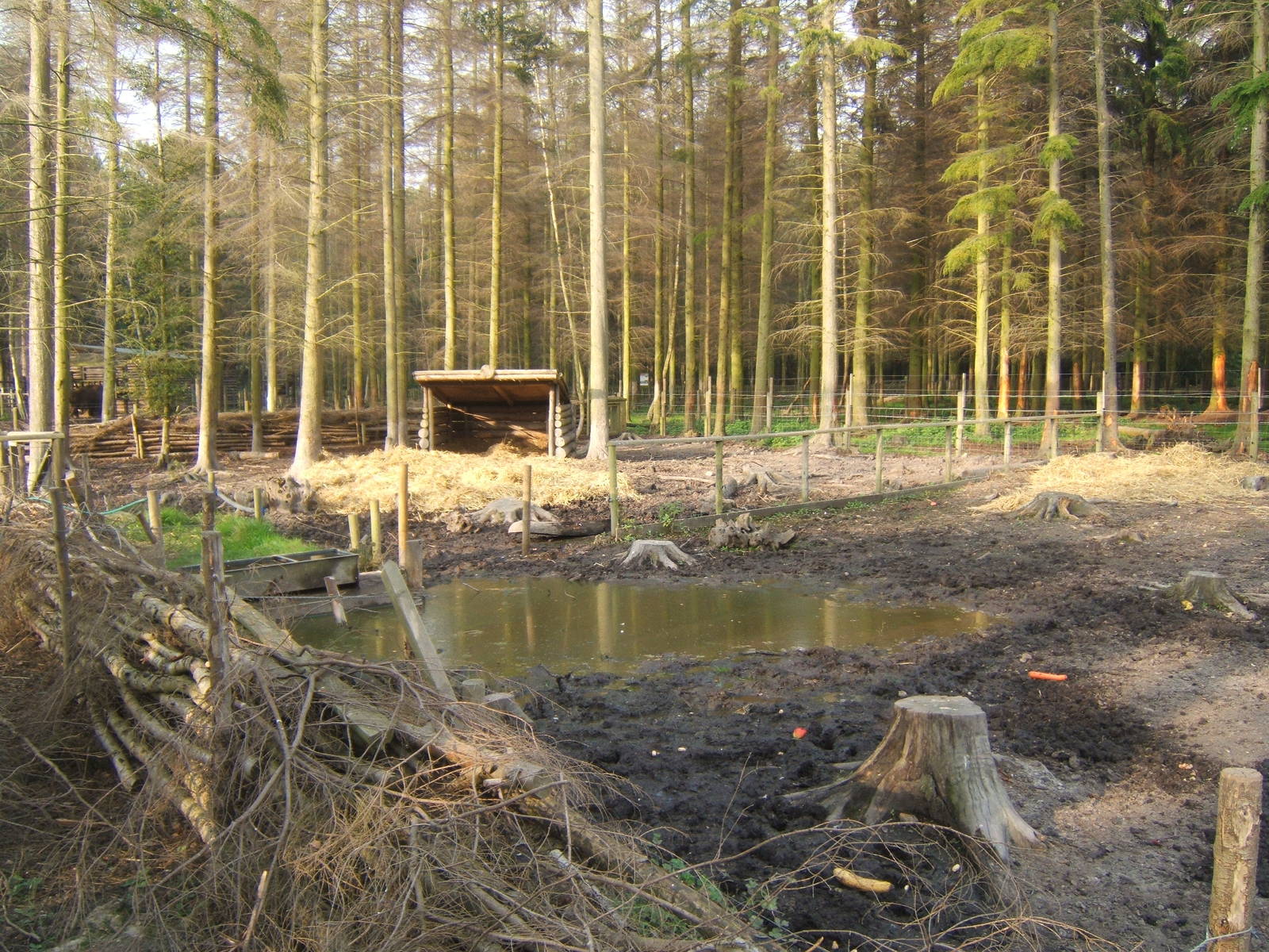 View of Wild Boar enclosure