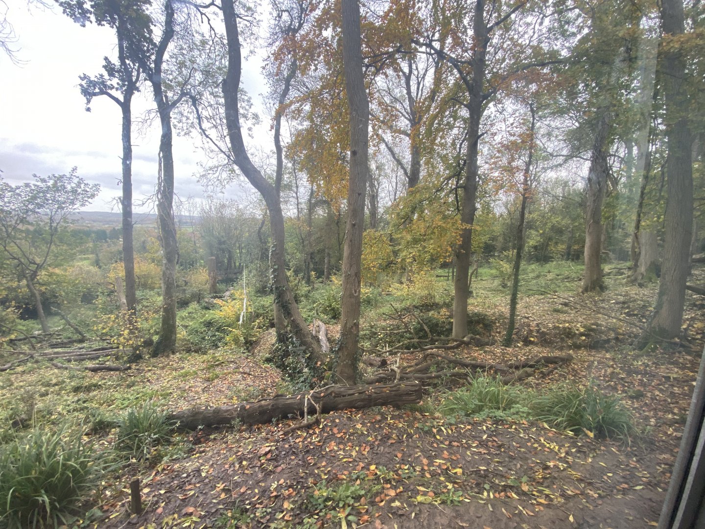 View of wolf and brown bear enclosure