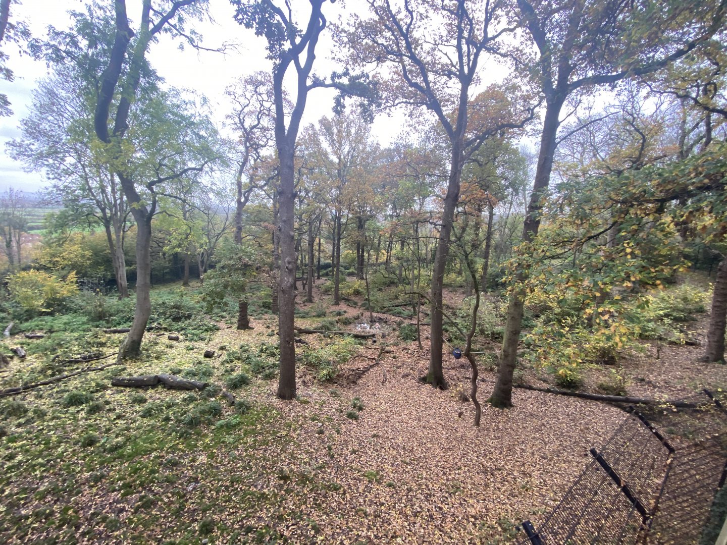 View of wolf and brown bear eny