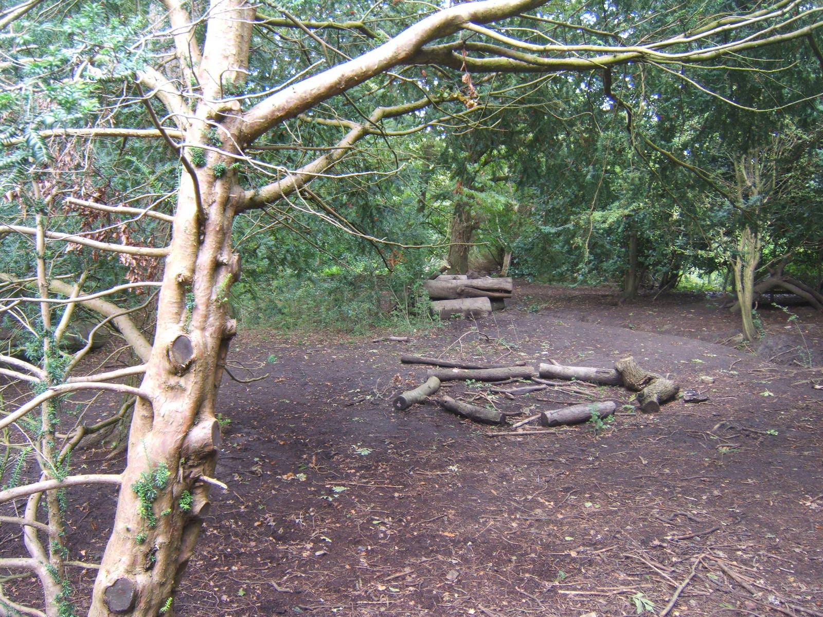 View of Wolf enclosure