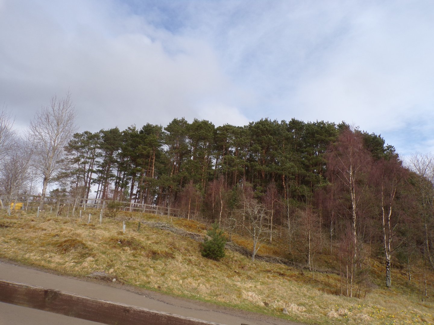 View of wolf wood 5.4.24